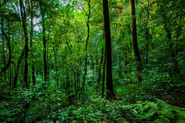 tropical rain forest, Thailand.