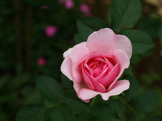 雨滴を纏った薔薇