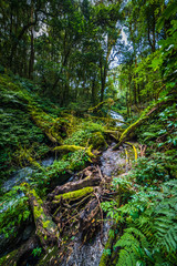 tropical rain forest, Thailand.