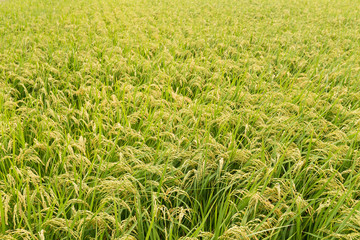 Rice field