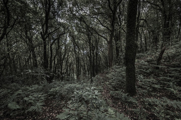Fototapeta premium tropical rain forest, Thailand.