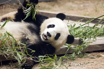 Crédence de cuisine en verre imprimé Panda Panda mangeant du bambou