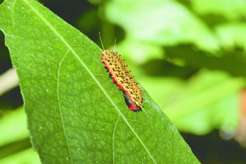 Red brown colored caterpillar crawling with a lot of legs on top of green leaf at daytime.