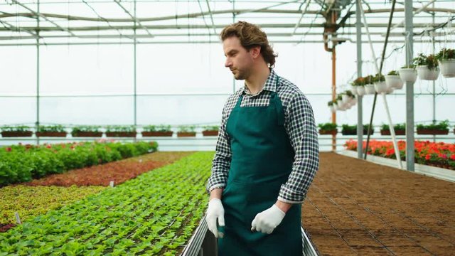 Happy male gardener walking throught the greenhouse, than stoping and taking the pot with young flowers.