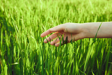 Fototapeta premium spend your hand on the green grass, nature
