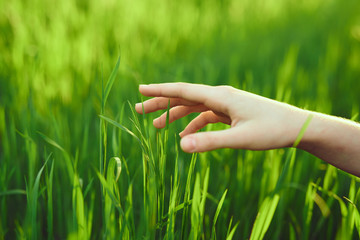 gentle hands, grass,...