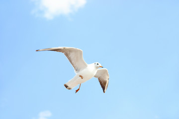 White seabird with black wing tips flying and soaring up in the blue air filled with clouds.