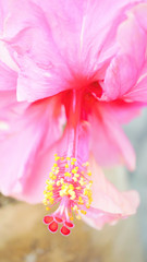 Closeup of pink petal flower with yellow blossom hanging down in nature.