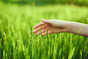 Fototapeta premium hold your hand over the green grass
