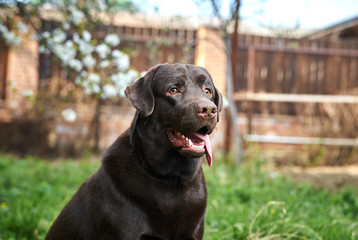 dog protects private territory