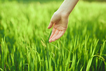 green grass, nature