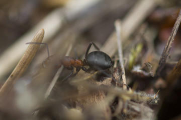 Ant