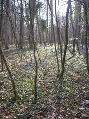 Young trees in a cold woodland.