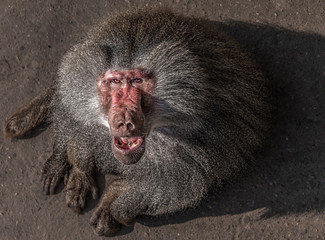 angry baboon looking in the eyes