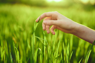 female hand, touch, grass