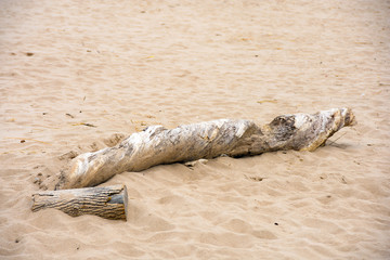 driftwood log on beach with twisted pattern