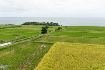 Rice field