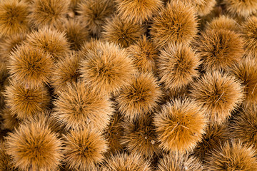 Obraz premium Raw chestnut