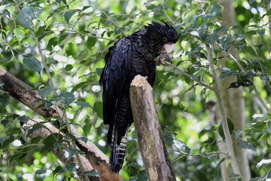 Fototapeta Red-tailed Black Cockatoo, Cairns, Queensland, Australie