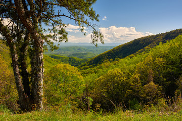 Fototapeta premium Up in the green mountains