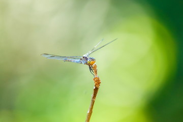 Dragonfly, insects.