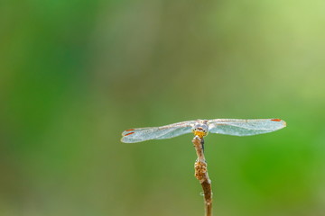 Dragonfly, insects.