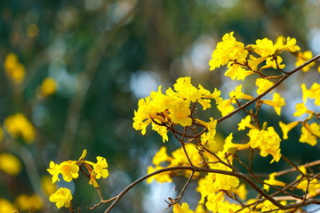 Yellow flowers, Silver trumpet tree, Tree of gold, Paraguayan silver trumpet tree.