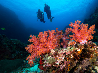 Naklejka na ściany i meble Coral and divers
