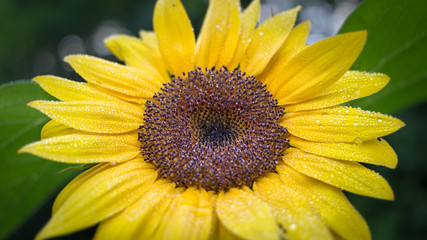Sunflower with Dew