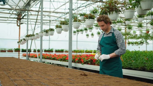 Farmer planting young seedlings of some flowers in the greenhouse and pround of his work. Side view.