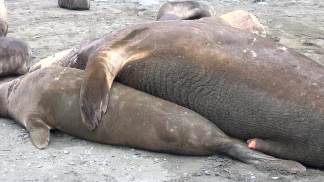 Copulation of seals for procreation and newborn calves in Antarctica. Fascinating journey and ecotourism in unique places. Coast of cold ocean on background of snowy mountains. Wild nature.