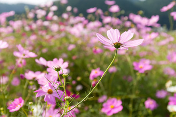 Obraz na płótnie Canvas Pink Cosmos flower field