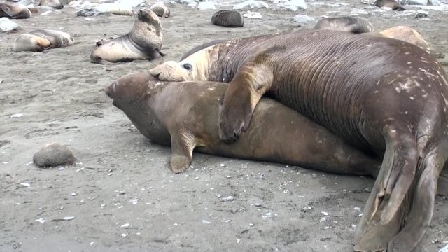 Copulation of seals for procreation and newborn calves in Antarctica. Fascinating journey and ecotourism in unique places. Coast of cold ocean on background of snowy mountains. Wild nature.