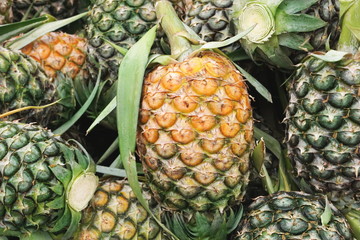 fresh pineapple at the market 