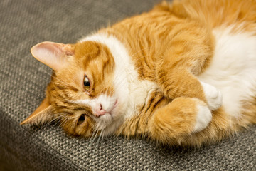 Portrait of a resting red cat 