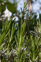 flowers bloom in april