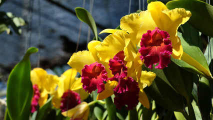 Beautiful yellow orchid flower with natural background,Cattleya Queen of orchids in Thailand