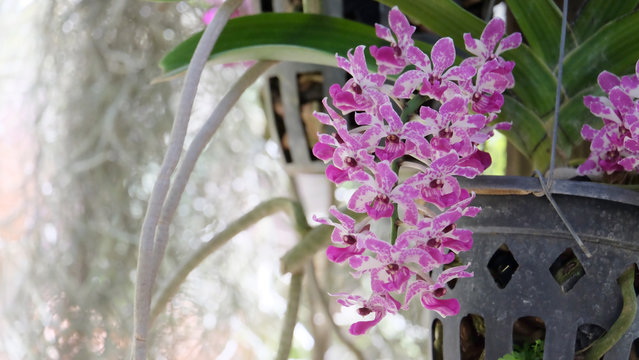Beautiful orchid flower on flowerpot with natural background, (Rhychostylis -Orchid) tropical in Thailand,Flower with soft focus.