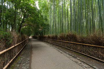 Bamboo forest in Arashiyama of Kyoto