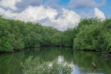 The mangrove forest