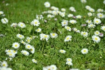 G&auml;nsebl&uuml;mchen im Fr&uuml;hling