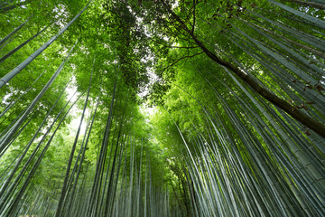 Mysterious bamboo forest