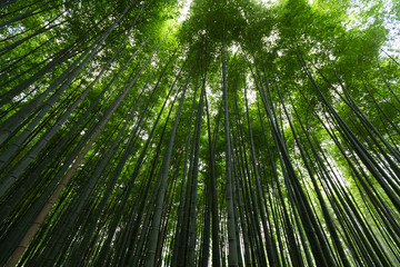 Green Bamboo in Kyoto