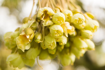Durian flowers are blossoming