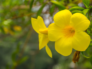 Yellow Allamanda cathartica flower
