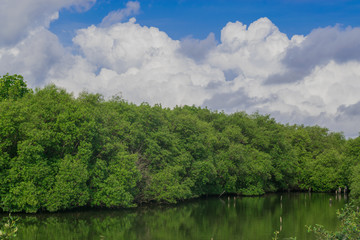 The mangrove forest and blue sky and clound background