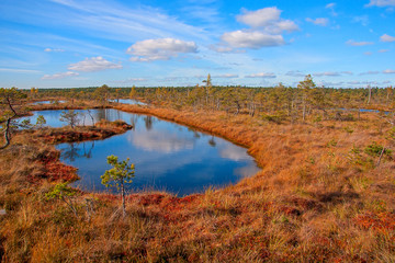 Obraz premium Kemeri National Park peat bog, autumn colors