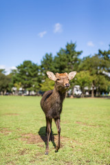 Little Wild deer at park