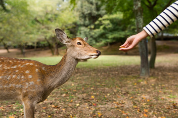 Feeding little deer