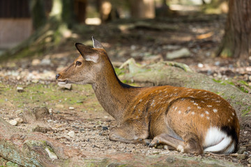 Deer lying on the ground